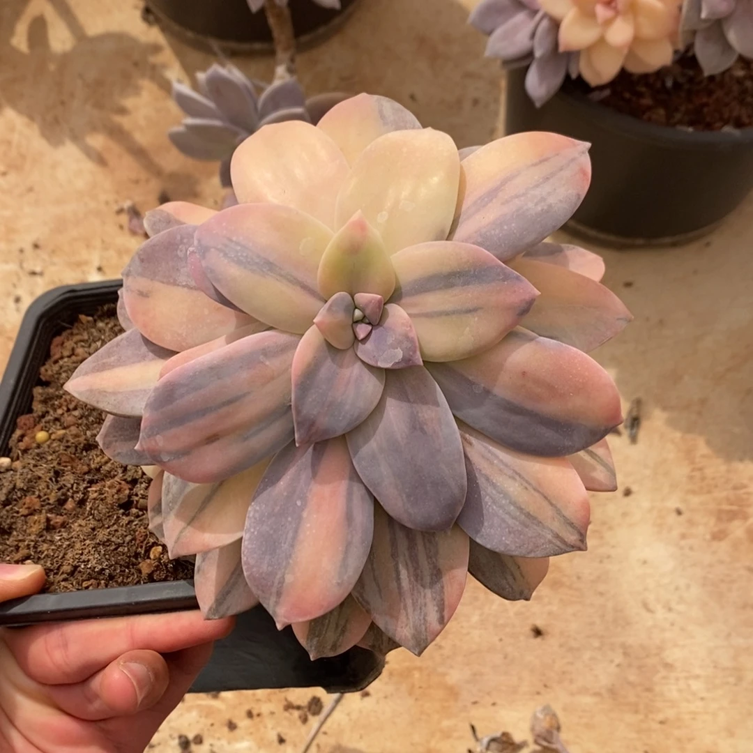 华丽风车多肉植物8413