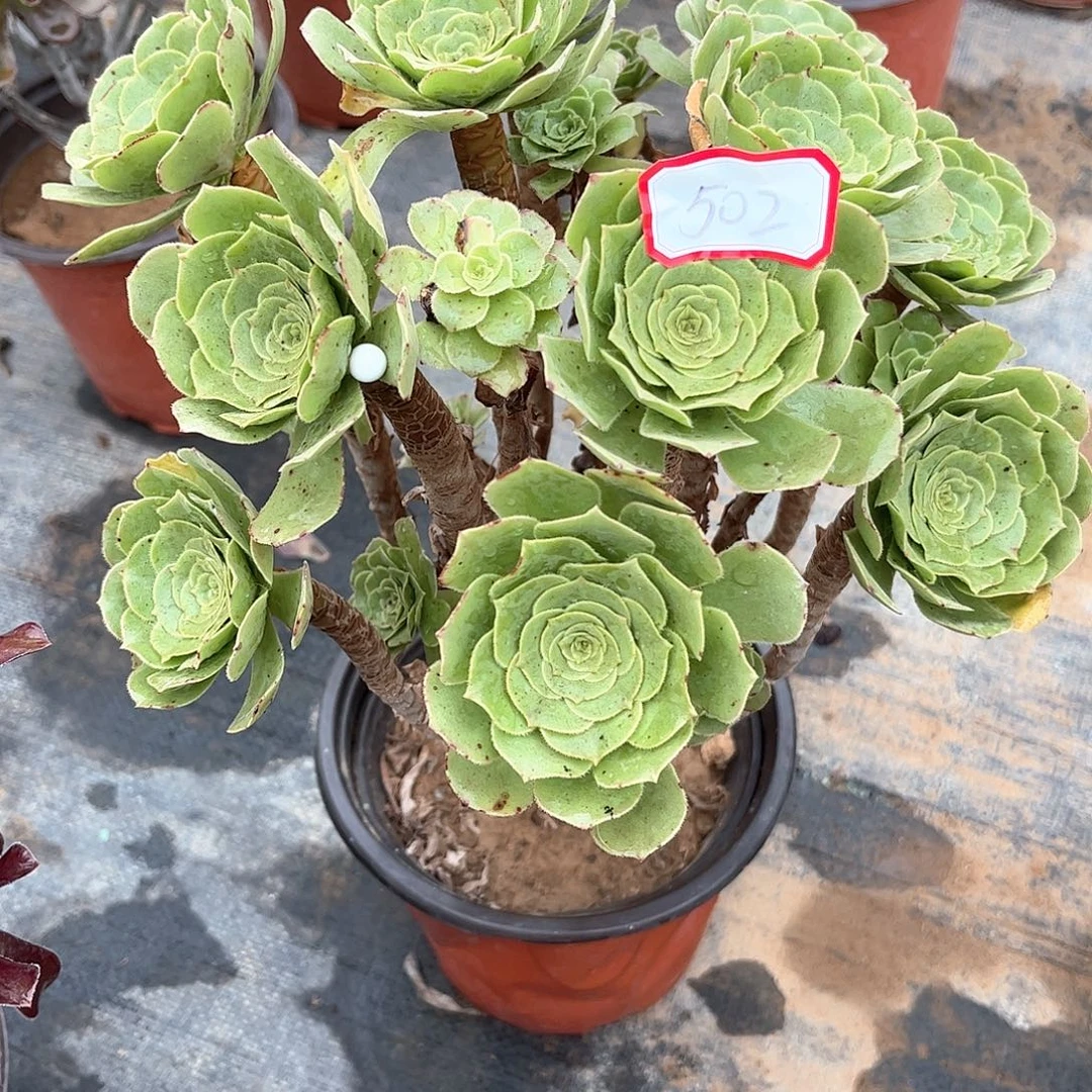 多肉植物502号多肉植物