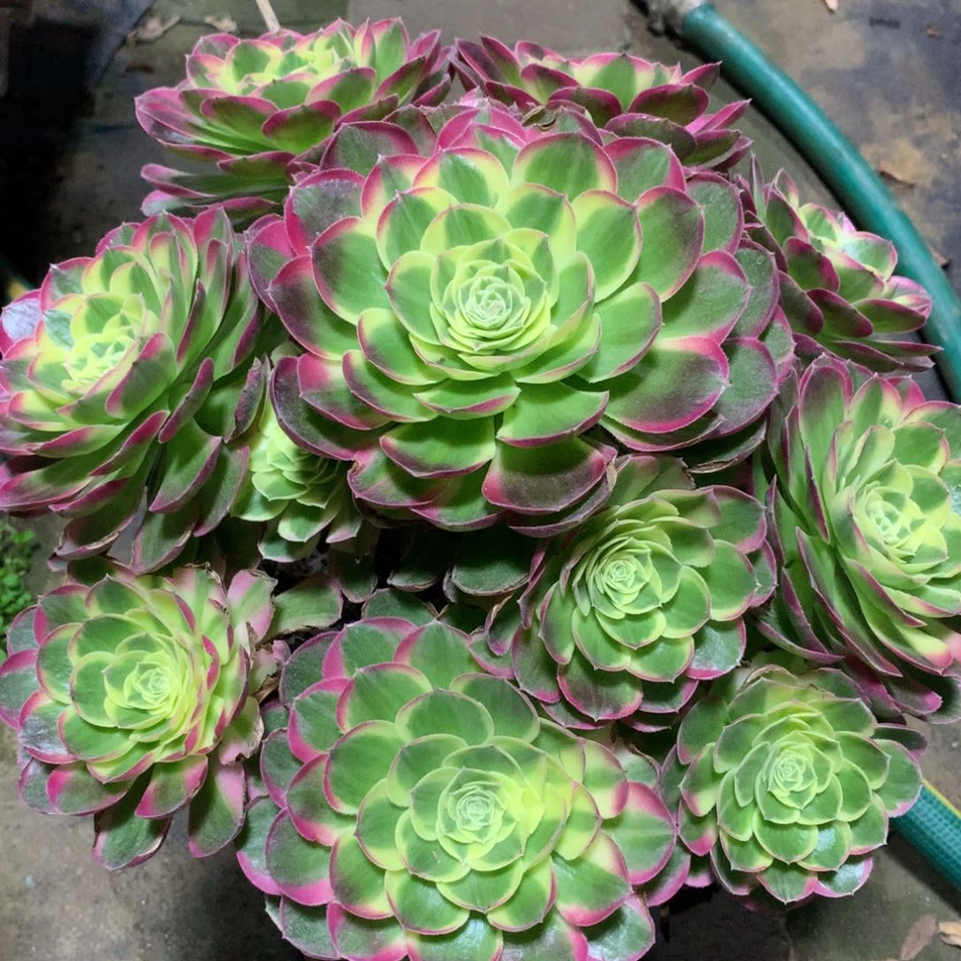 福利水中月，微瑕不包损