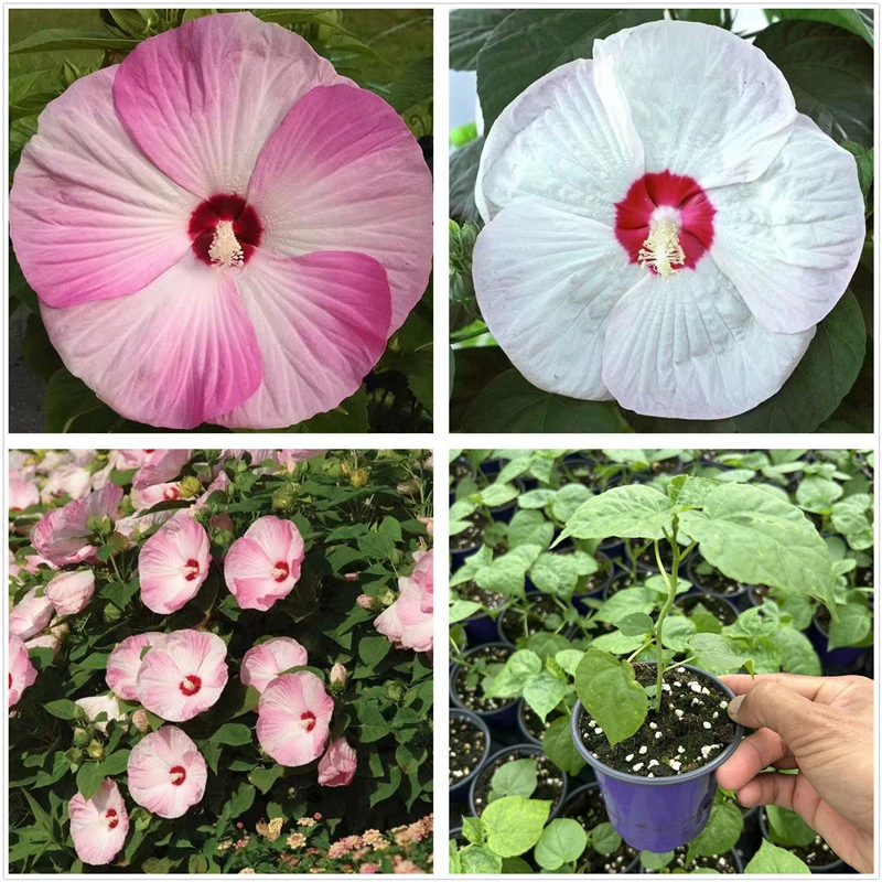 大花芙蓉葵花苗月神粉色漩涡 扎染耐热耐寒庭院阳台花园植物包邮