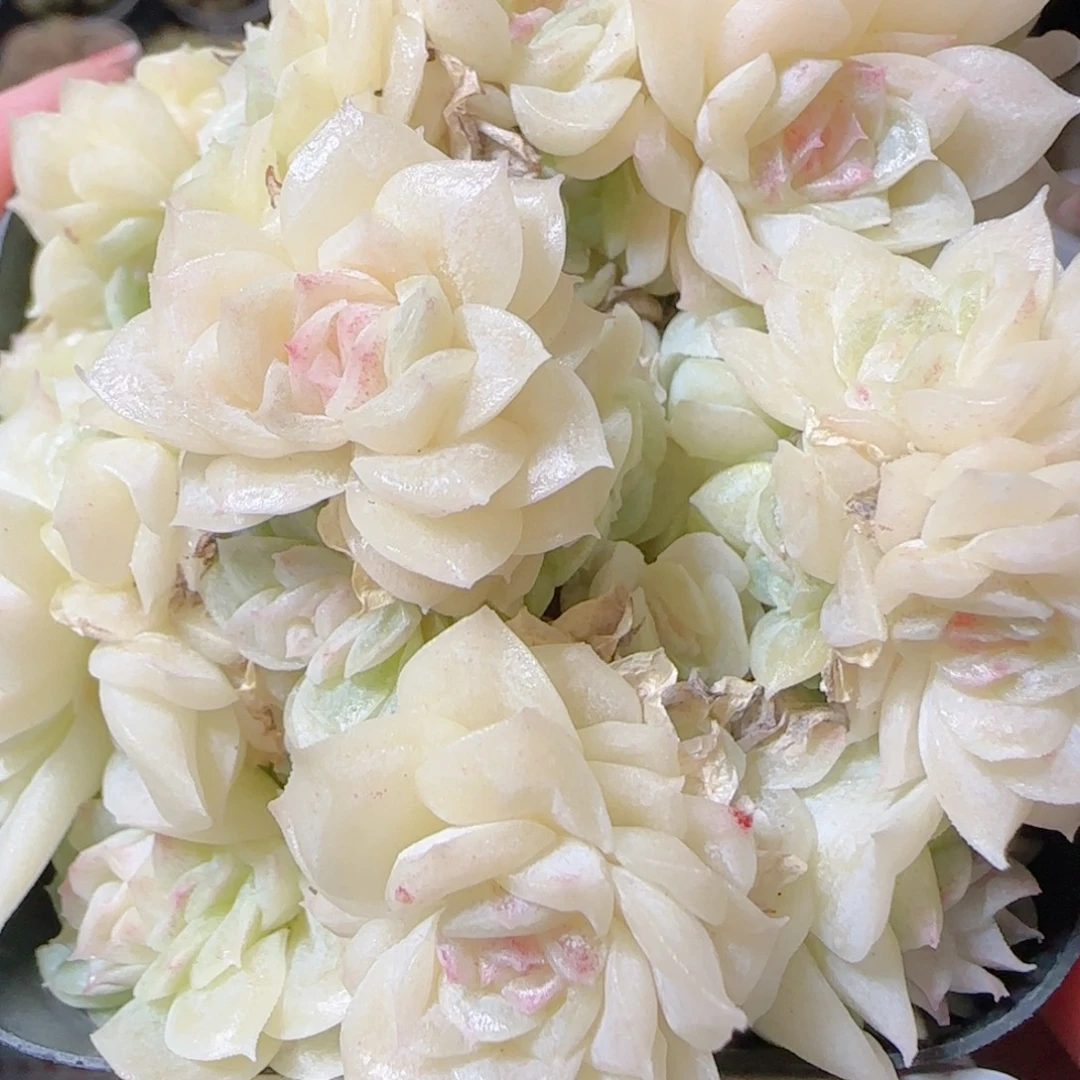 花语多肉1207-02开播福利散