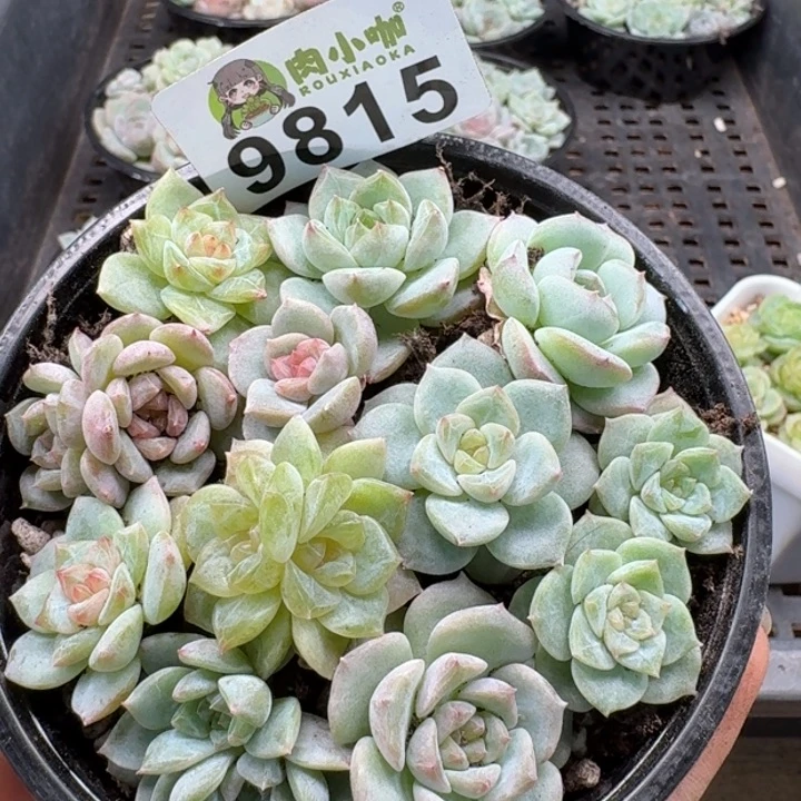 当前无花朵，栽培后可花朵多肉植物多肉植物