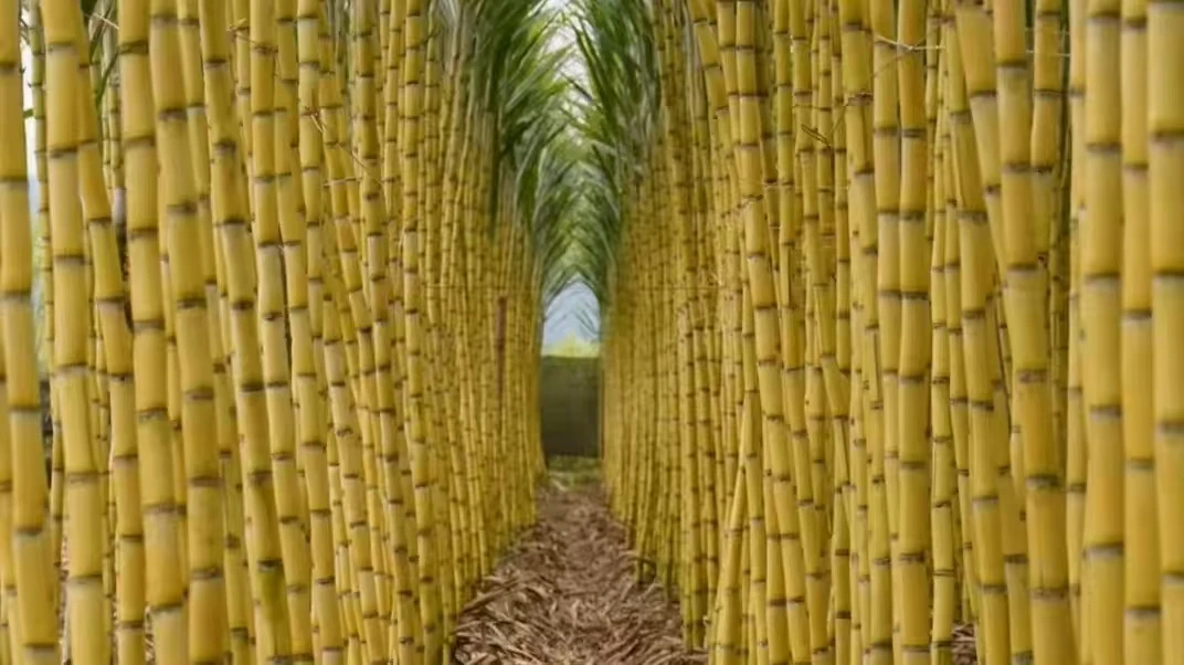 黄皮甘蔗四季盆栽带土带叶清甜可口种植室内室外绿植