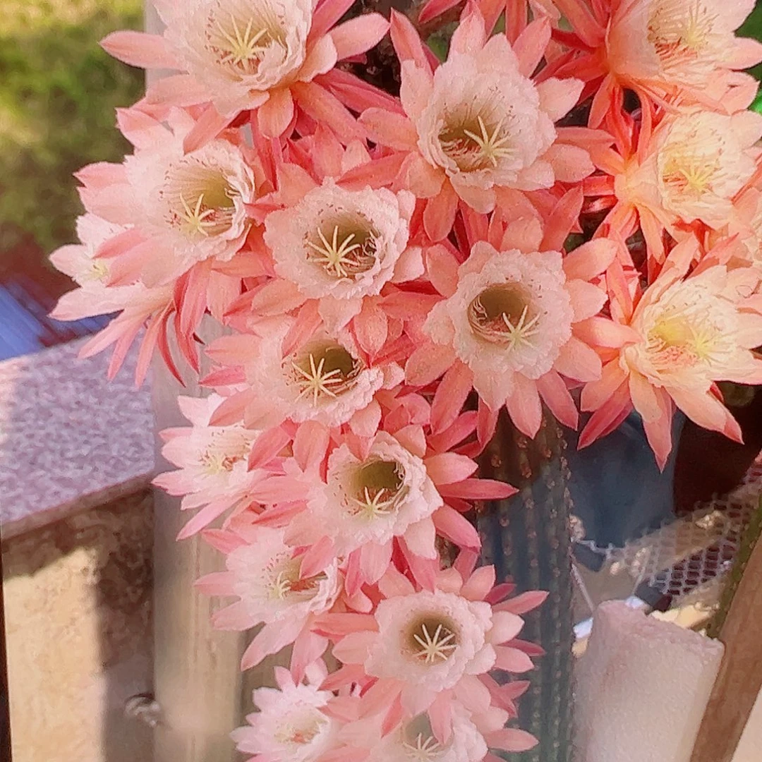 金妞 菲德尔 侧芽 满 20包邮