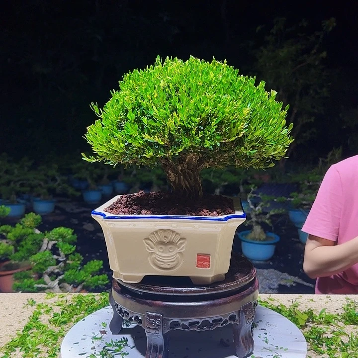 无花朵黄杨盆景 四季常青