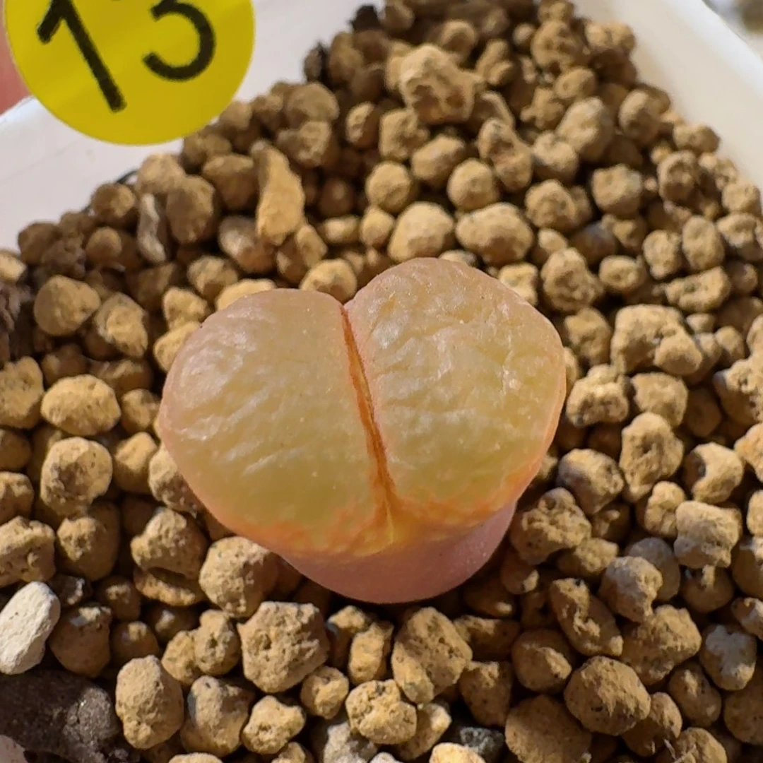 13........多肉....