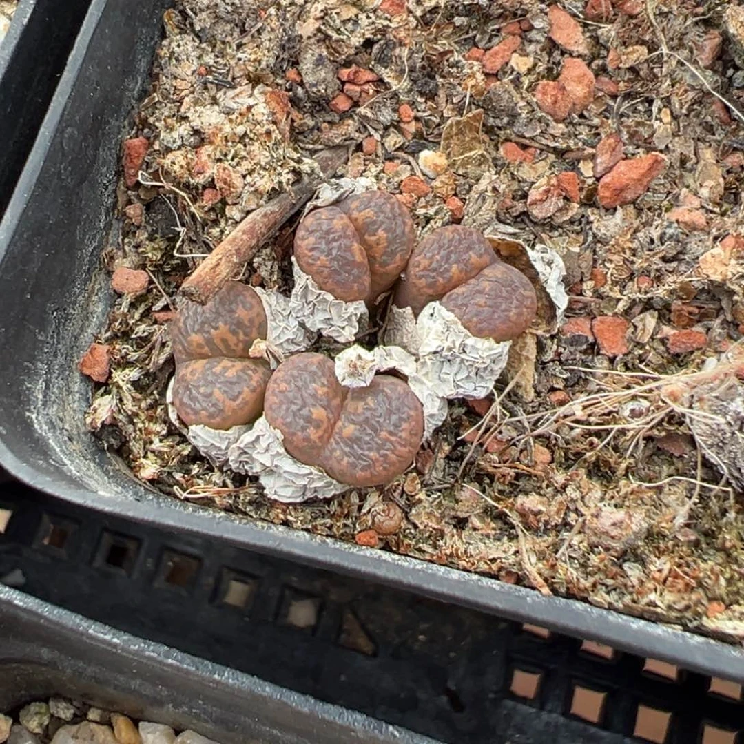 7-78肉锥多肉植物