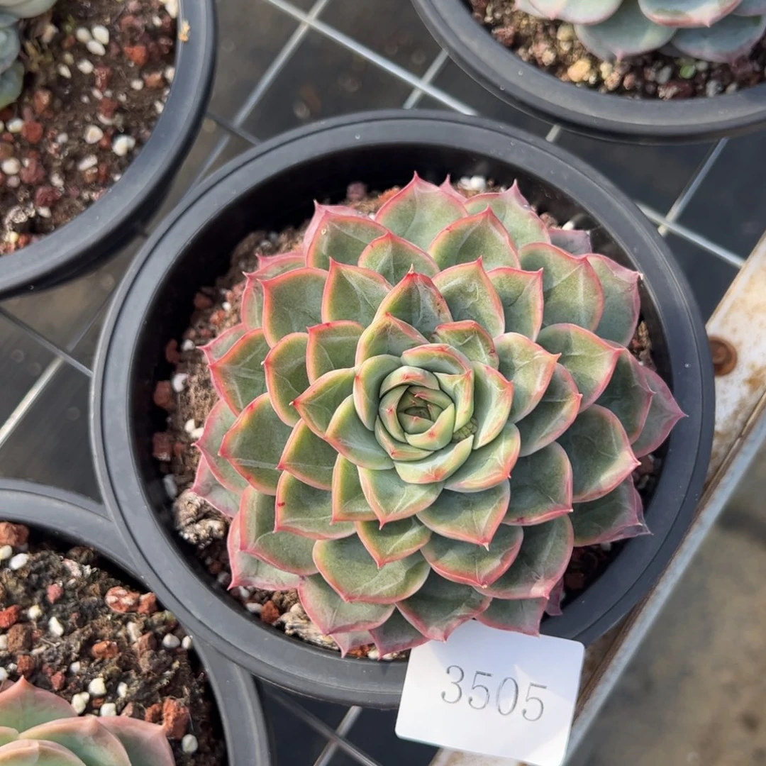 刚****坑3505肉肉肉肉肉肉肉