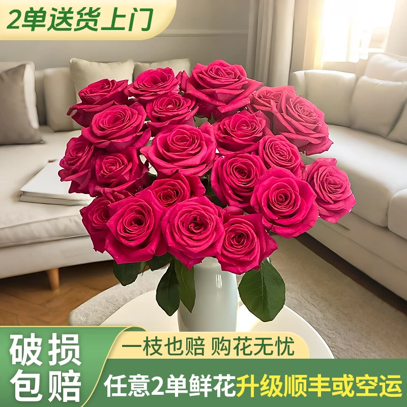 【源头优选老六】弗洛伊德单头玫瑰/元旦预热 任意两单鲜花升级快递