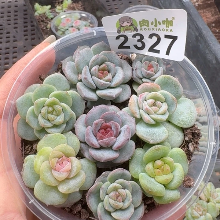 多肉植物多肉植物