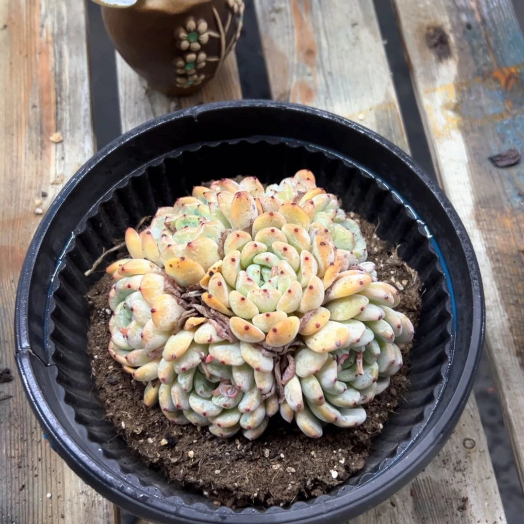 雪爪有砍28 零零多肉植物