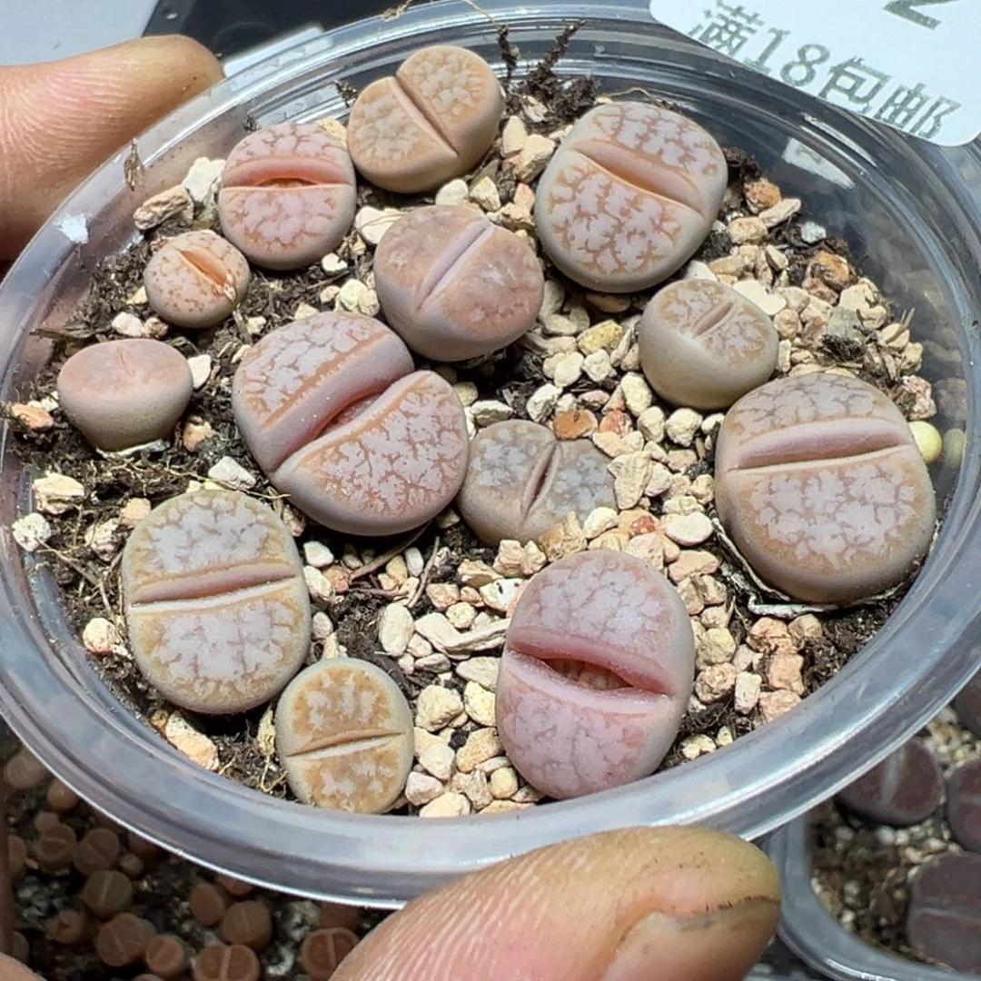 【闪购商品】 262。