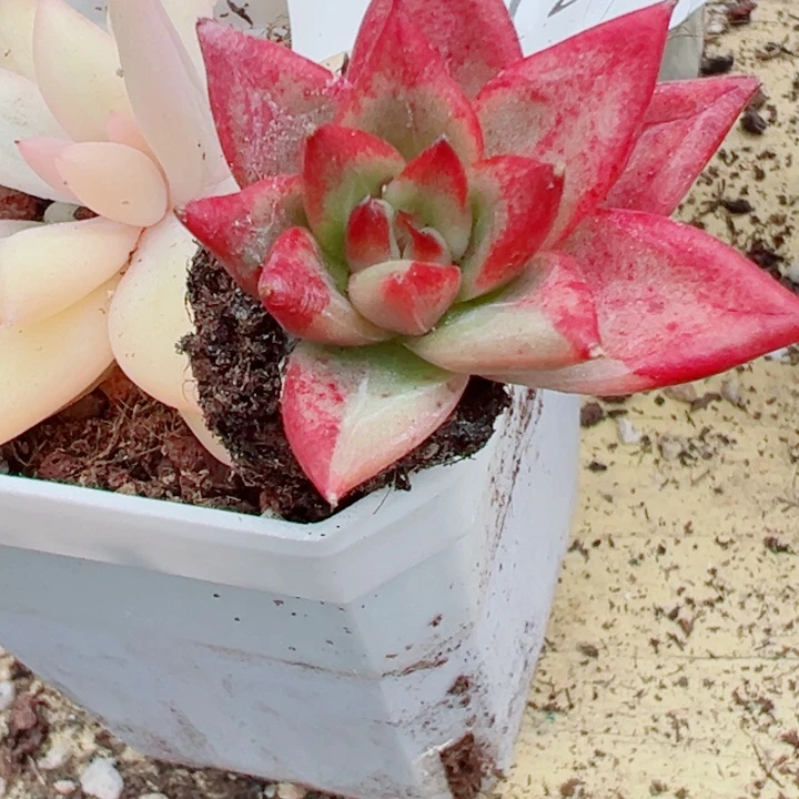 乌木锦多肉植物1728