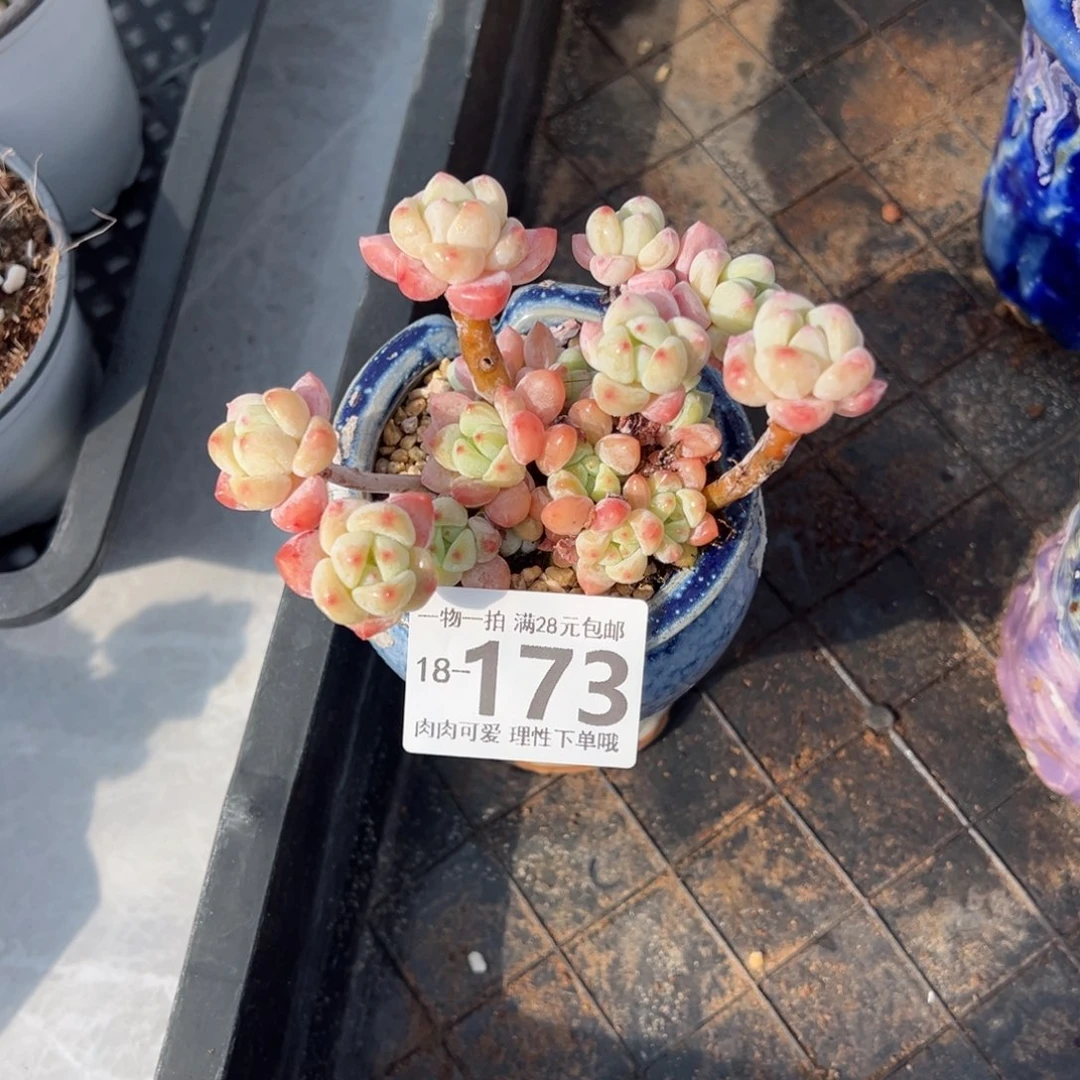 粉香水多肉多肉多肉多肉