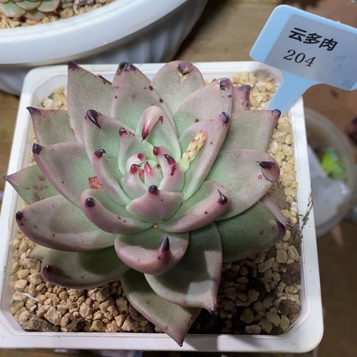 D204- 有伤福利 内勾乌木