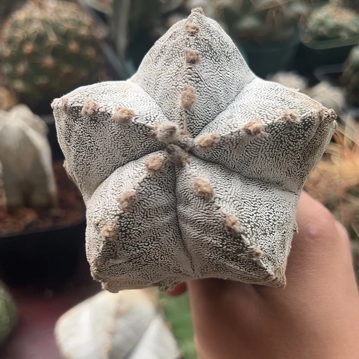 恩冢，9公分仙人球