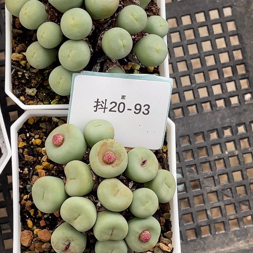 晨***20-93肉锥多肉植物