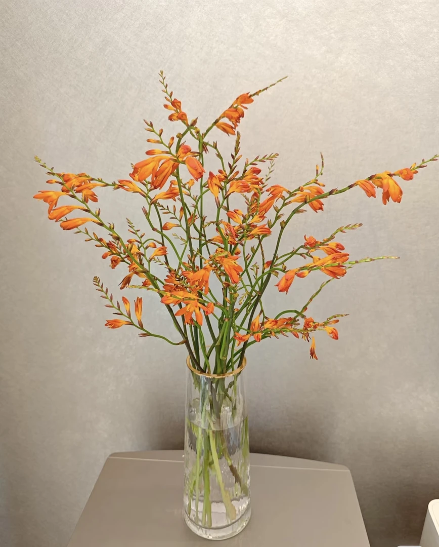 火焰兰  1扎  全场鲜花满两单升级顺丰冷链/德邦空运