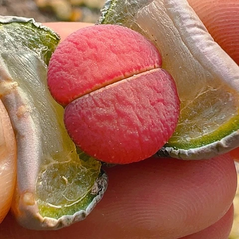 【闪购商品】25869