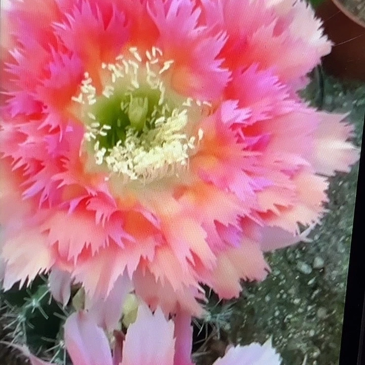 锯齿花形凤6彩草6厘米起