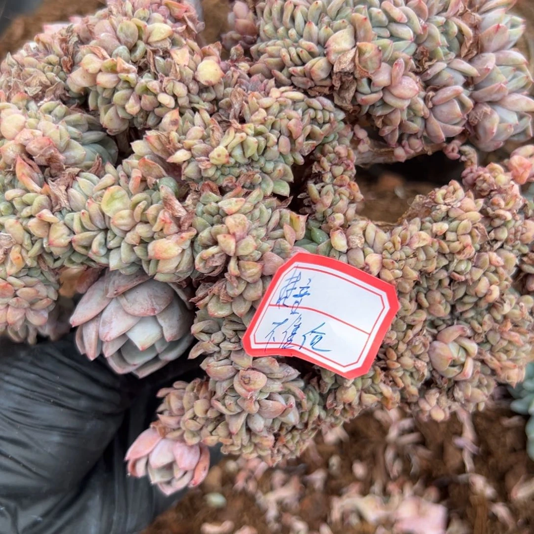 梵*122233322222222333