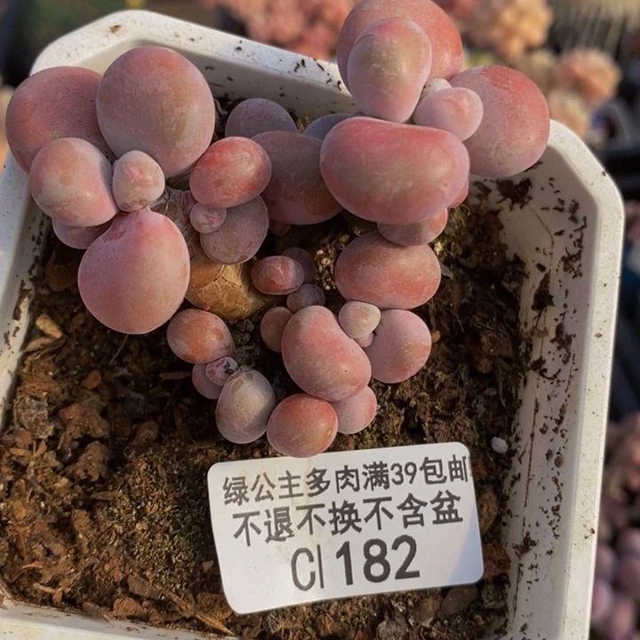 腰子桃蛋6cm182多肉植物
