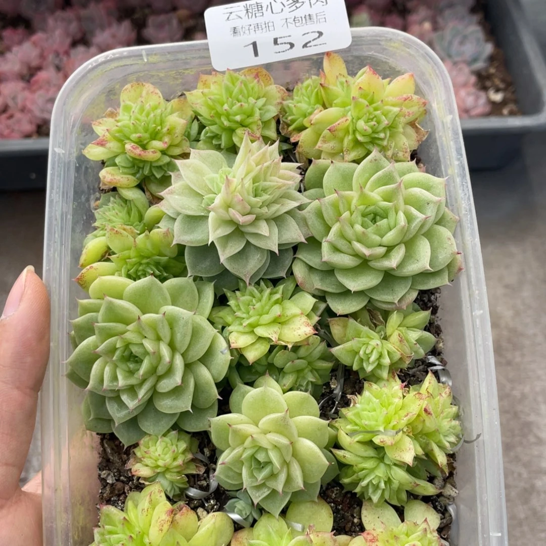 云糖心多肉植物152