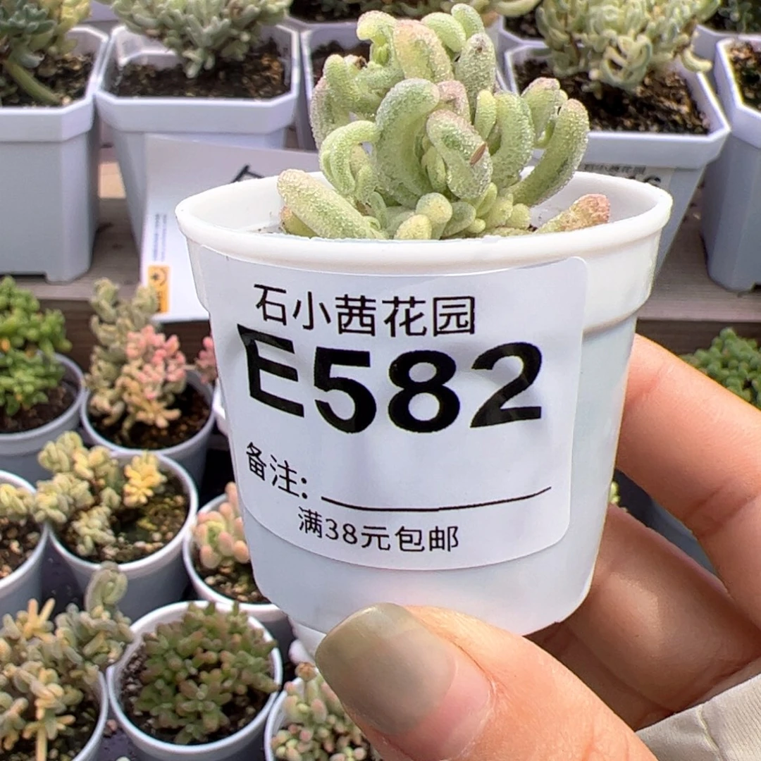 ?多肉植物枝干紫闪光双色带拉丝-折后