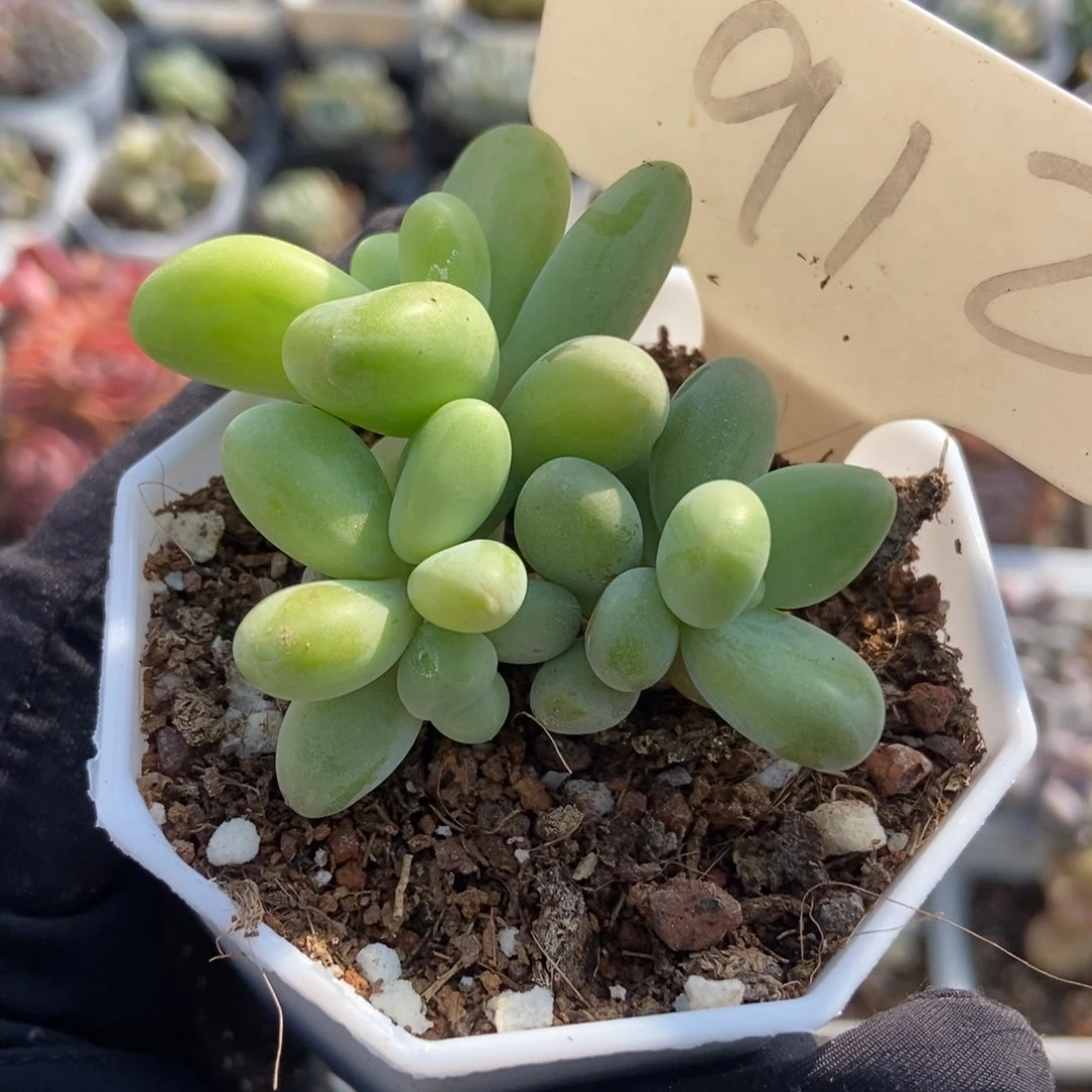 912芒果美人多肉植物保护