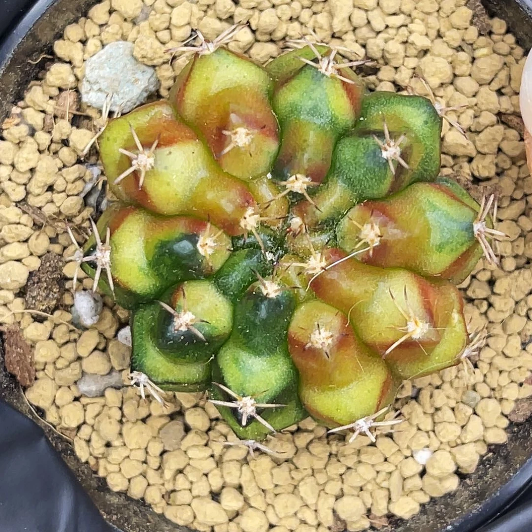 猫爪 一物一拍。