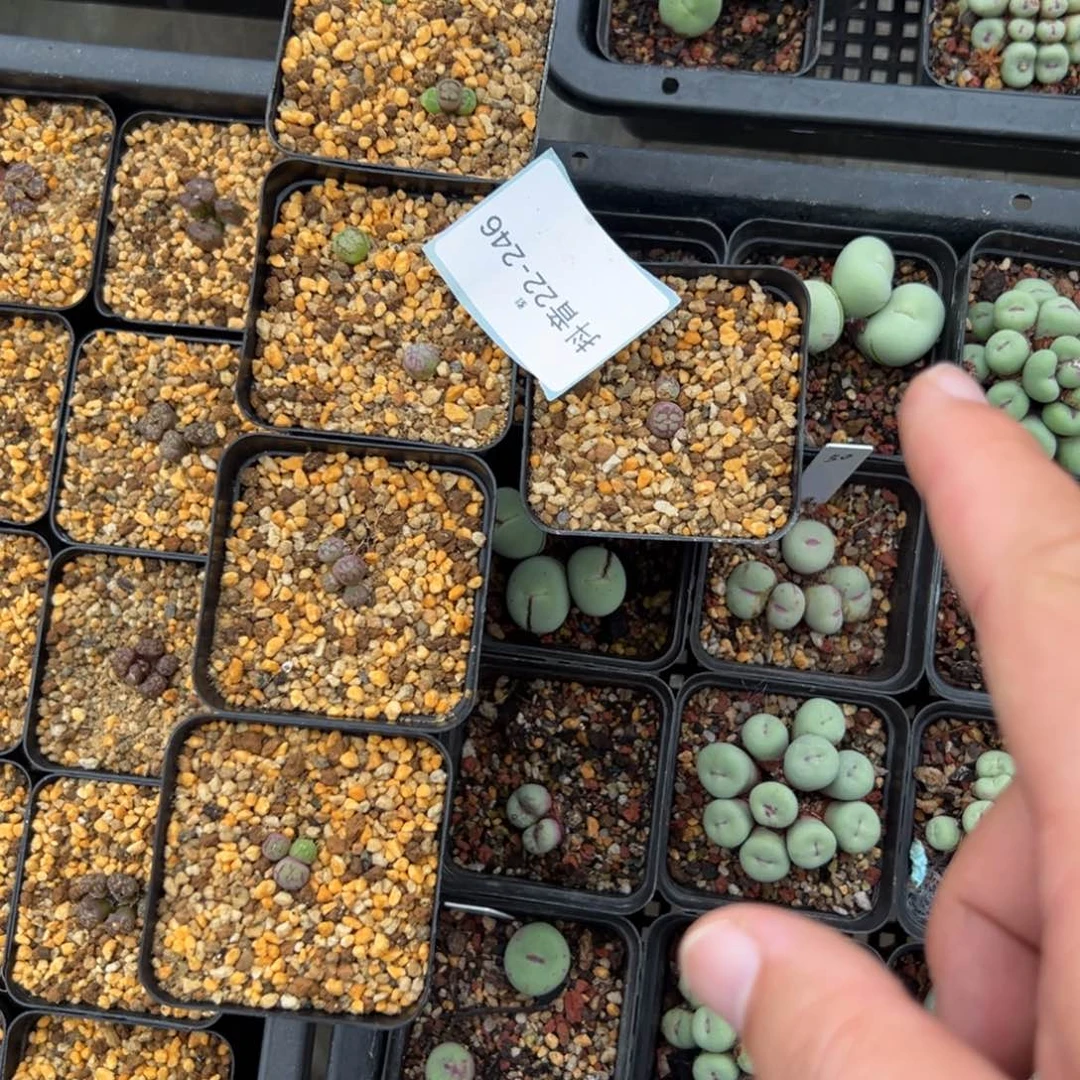 22-246量拍m系列八重猴一颗