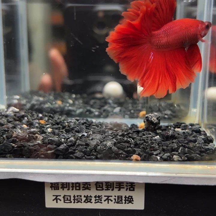 斗鱼跑单拉黑21日19