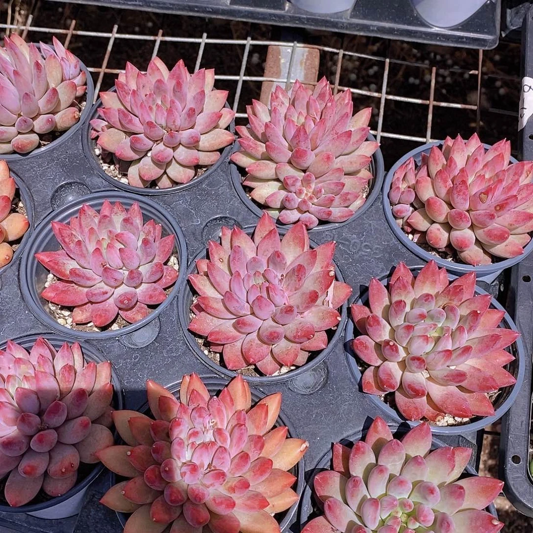 0604- 红虞美人单头福利一颗量拍