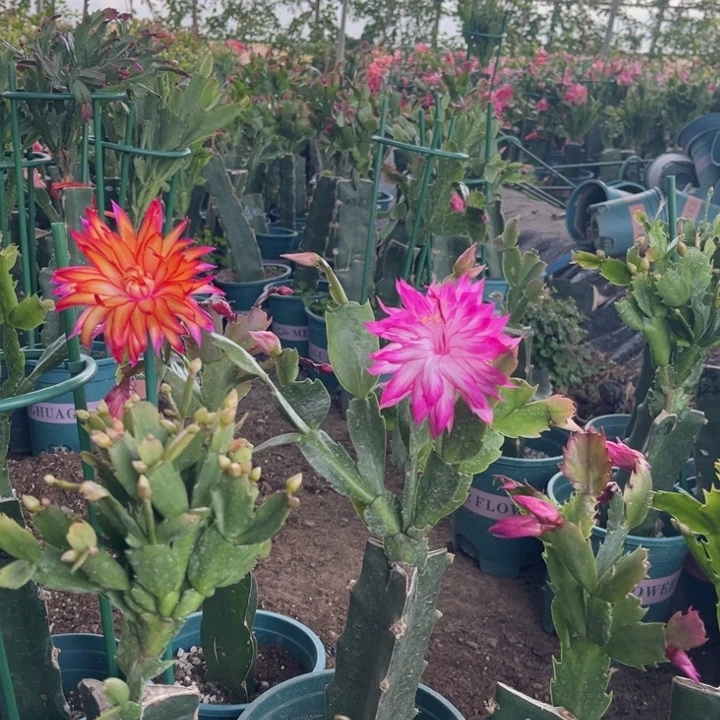 健***乐5号038粉0000000000