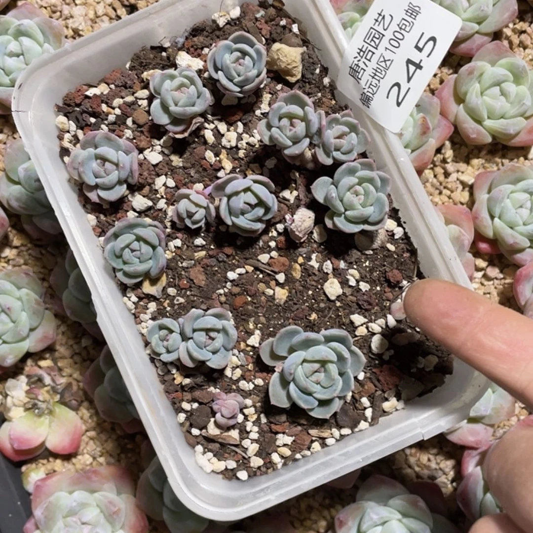 堇冰梦一物一拍245