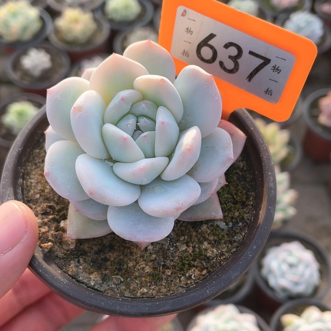 【闪购商品】637号