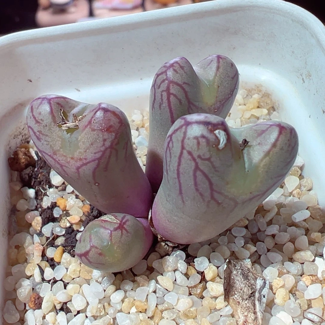 1230-482多肉多肉红