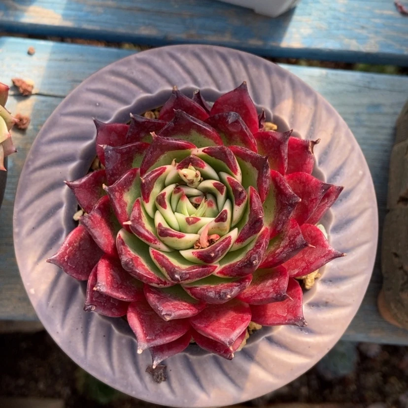 【闪购商品】东云杂