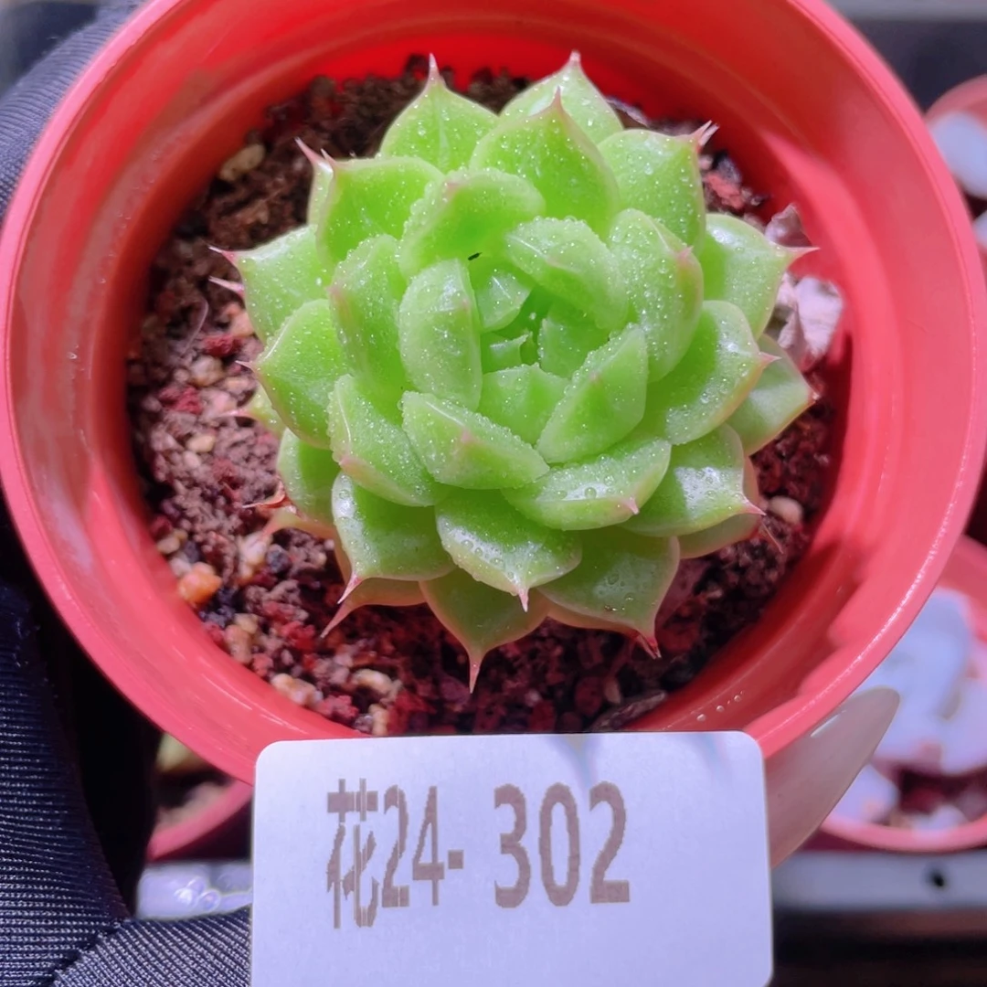 花利美24-302海王