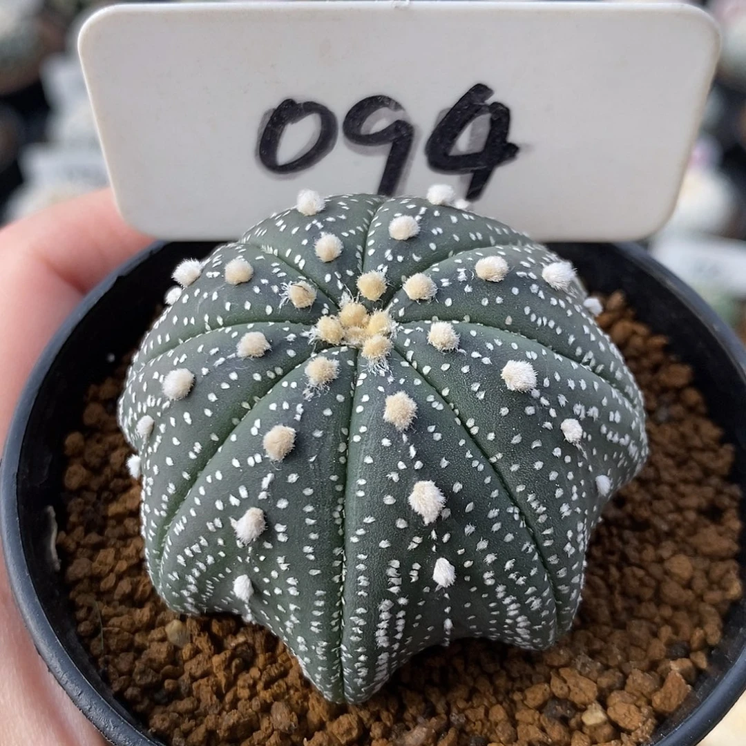 094海星兜系列产品