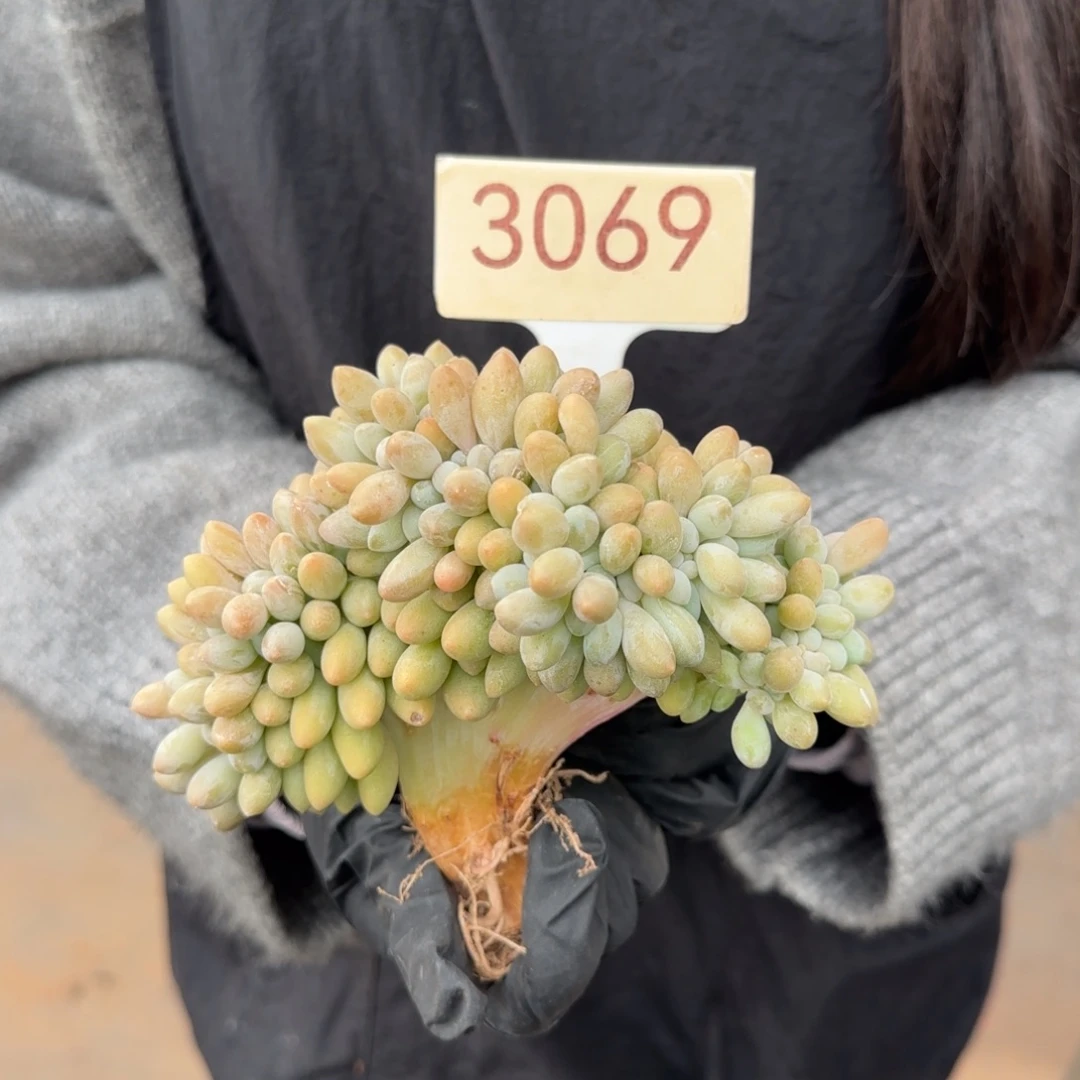 汤圆缀         3069号