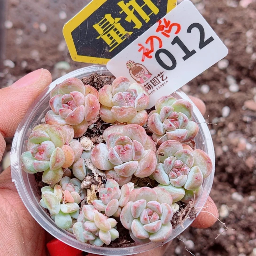 当前无花朵，栽培后可花朵