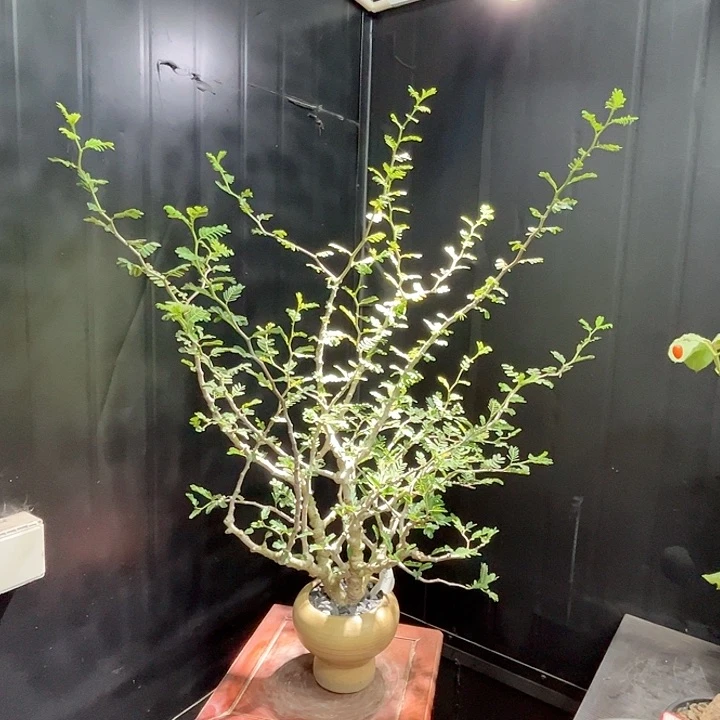 536念珠苏木哈哈哈哈哈哈哈
