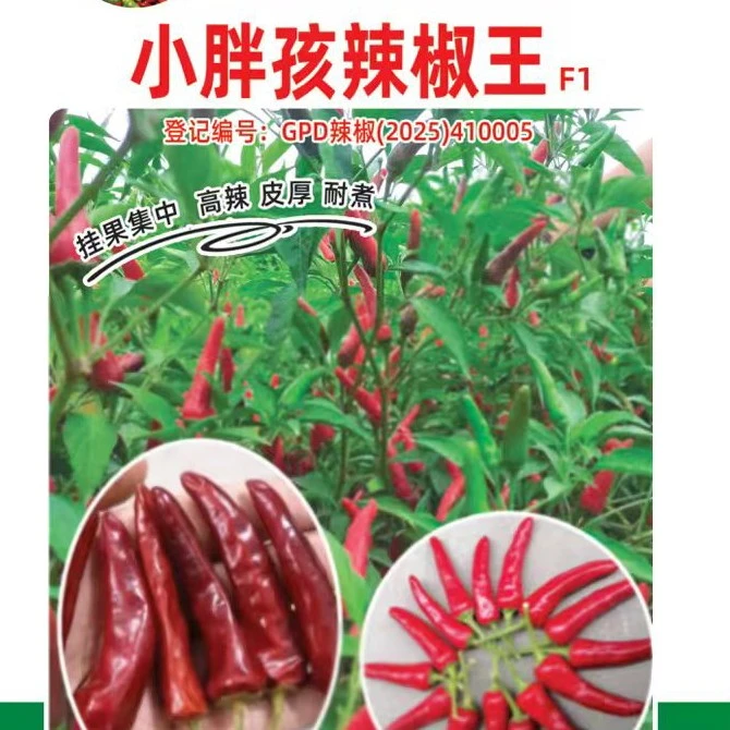 小胖孩辣椒王可编绳2包一亩，每包10g 育苗水溶肥