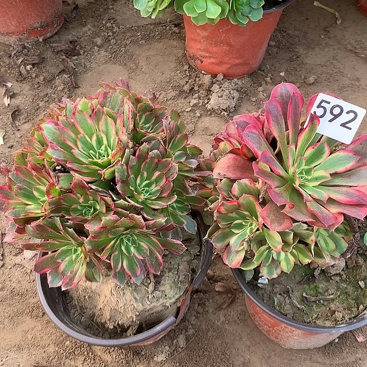 无花朵592安娜➕美杜莎南