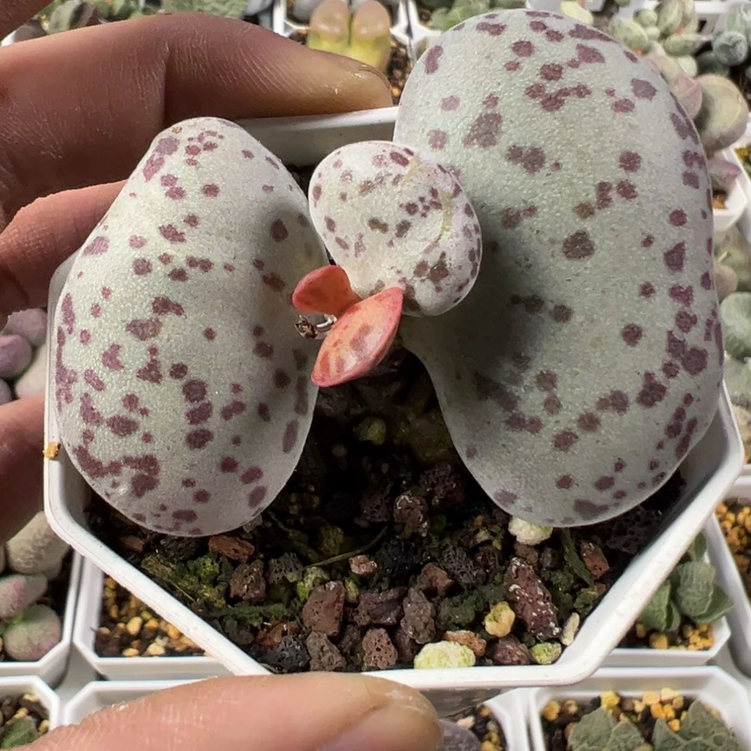 5.2厘米大叶花蛋老桩蝴蝶造型