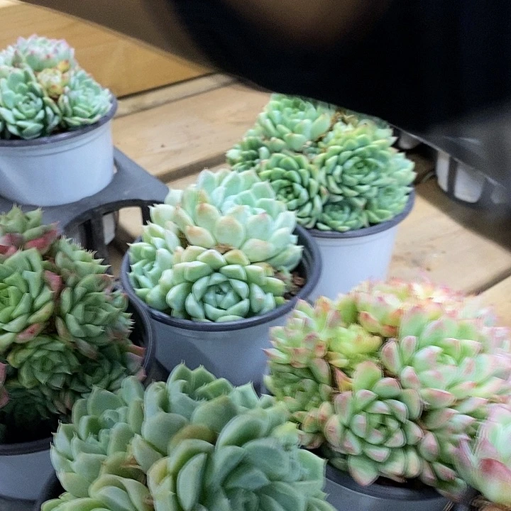 麦杆90圆盆福利多多