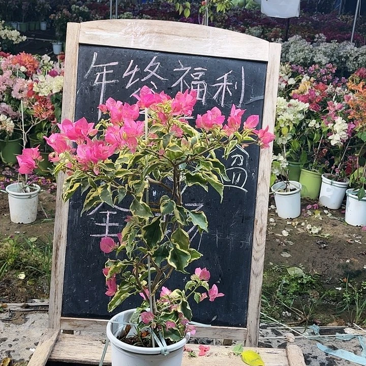 完全开放三角梅辣染粉