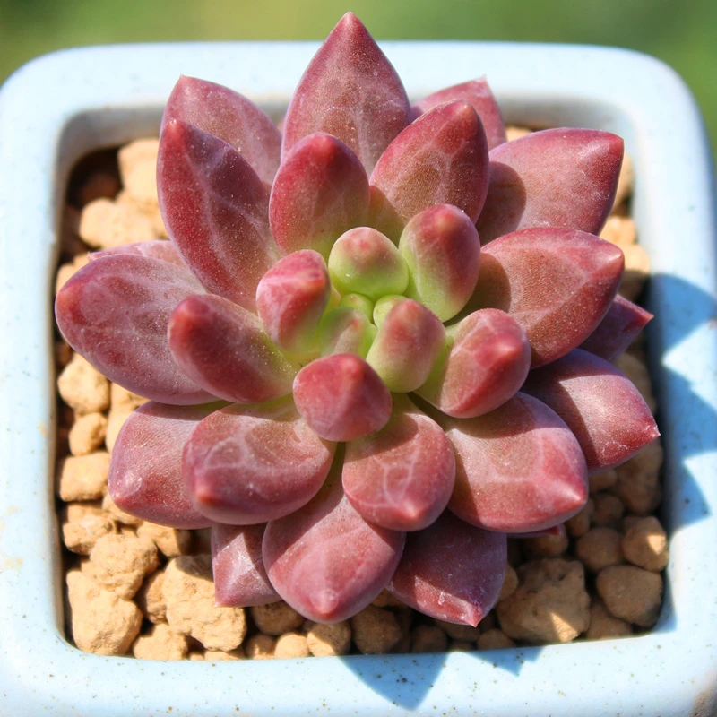 红蜻蜓 多头群生老桩 多肉植物 紫红色多肉 含盆栽种好花卉虞美人