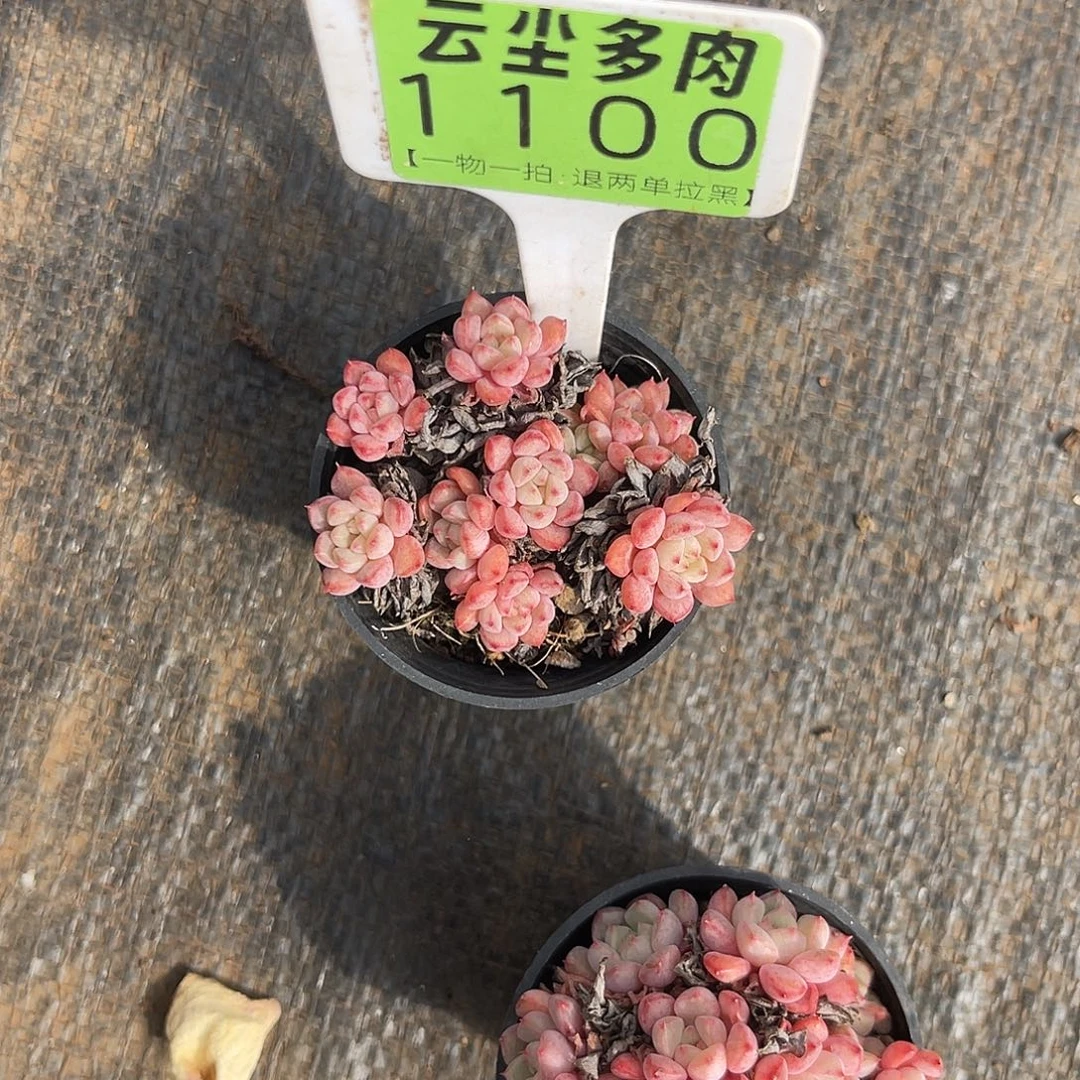 ****蛋云尘多肉一物一拍1100